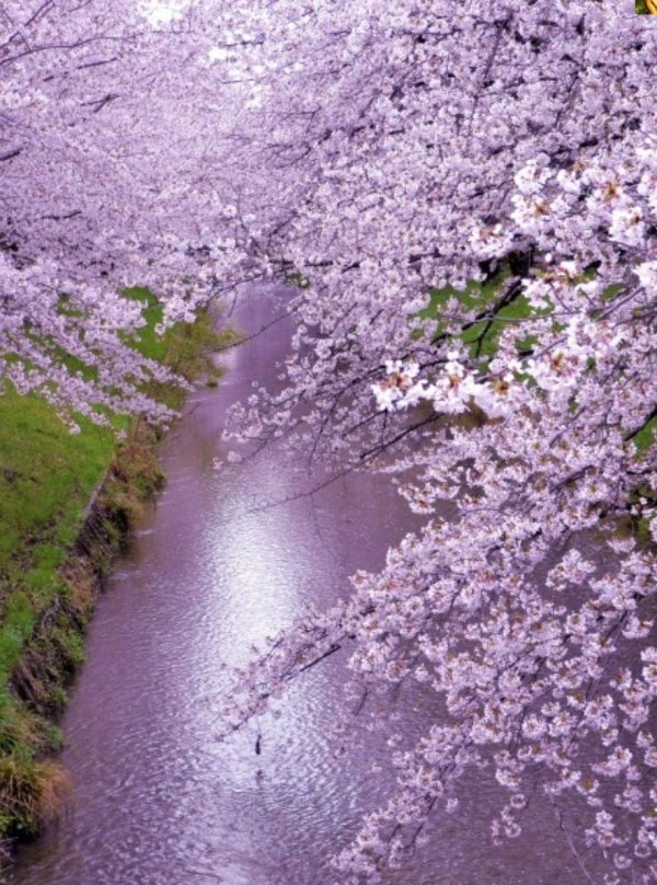 парк хиросаки