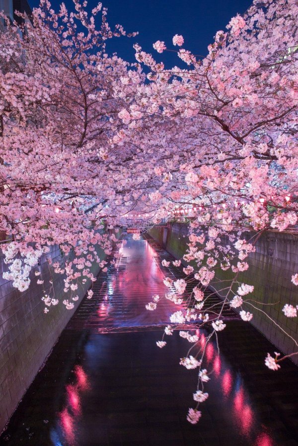 sakura cherry blossom