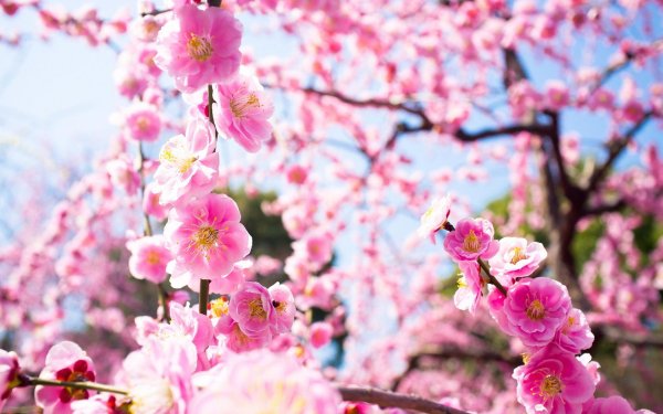 розовые цветы