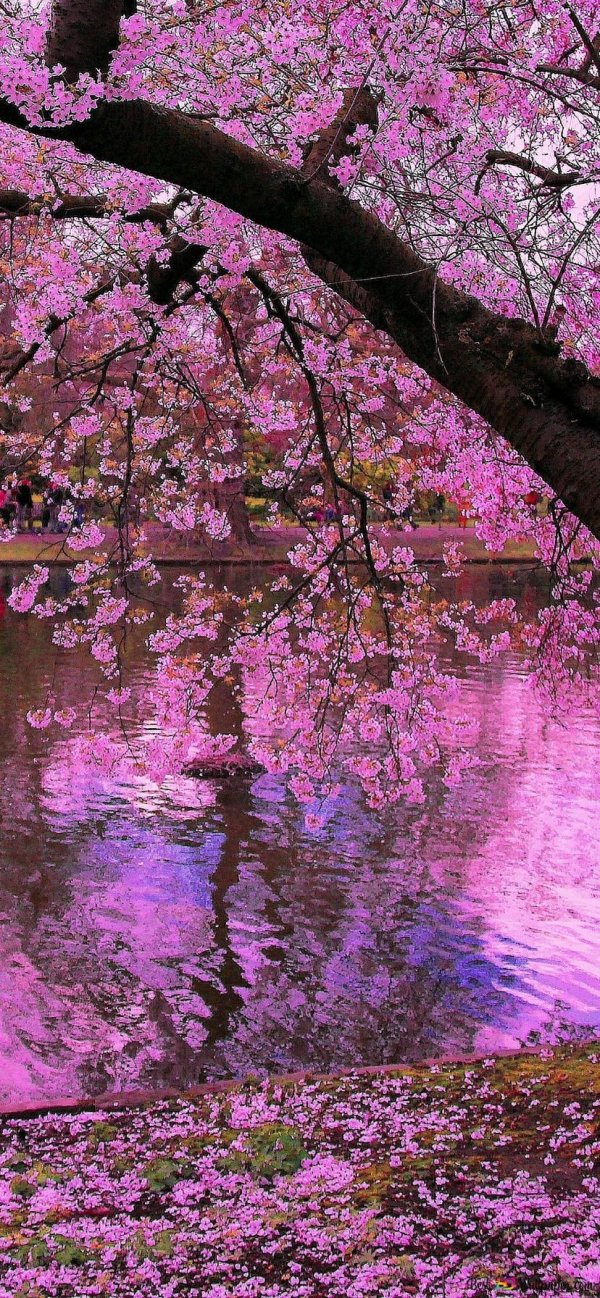 сакура весной