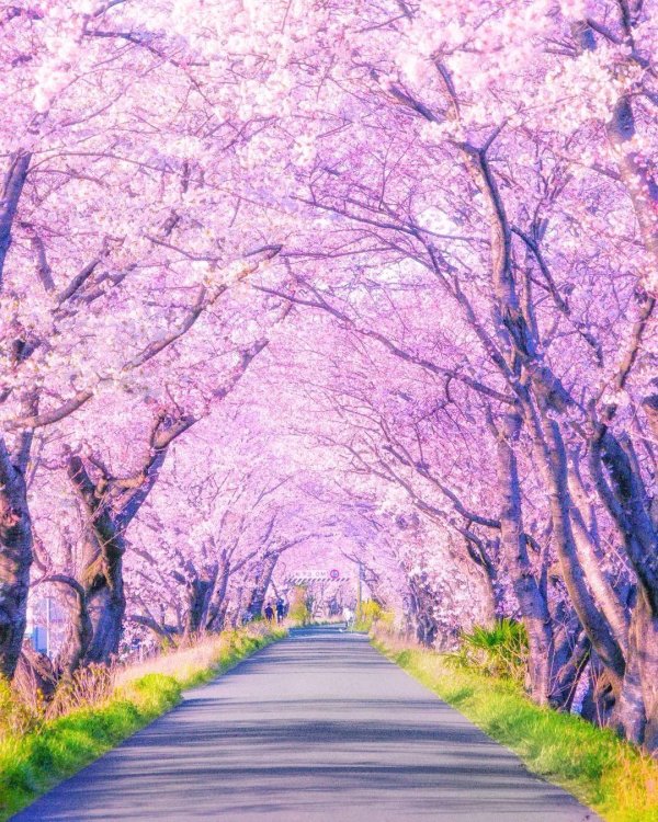 цветение сакуры