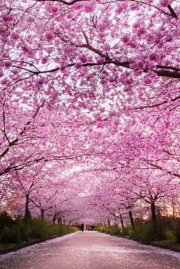 cherry blossom tree