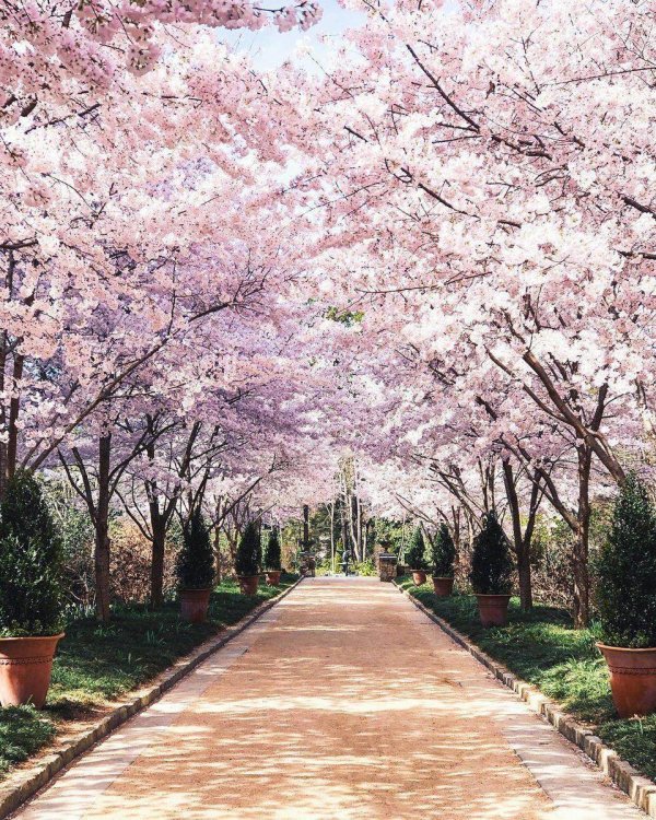 цветение сакуры