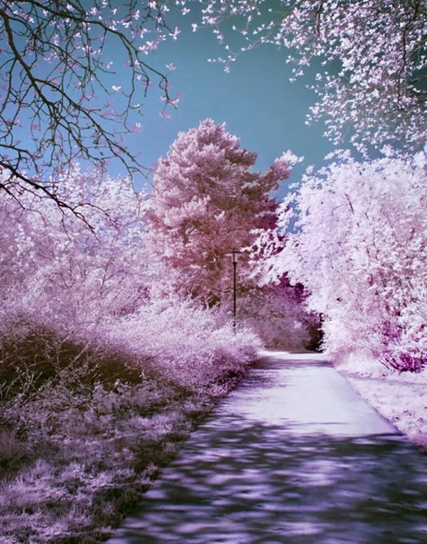 инфракрасные снимки