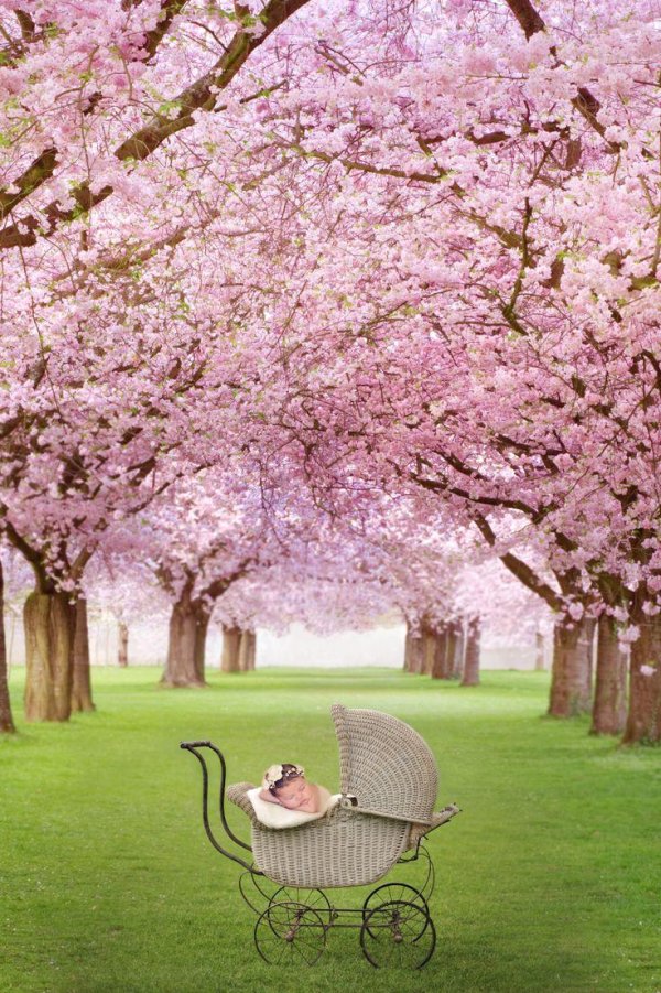 цветущие деревья