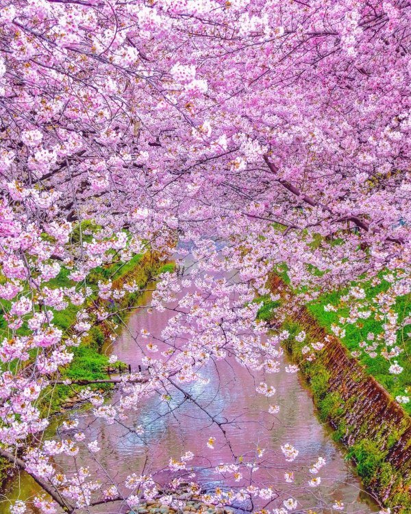 сад сакуры в японии