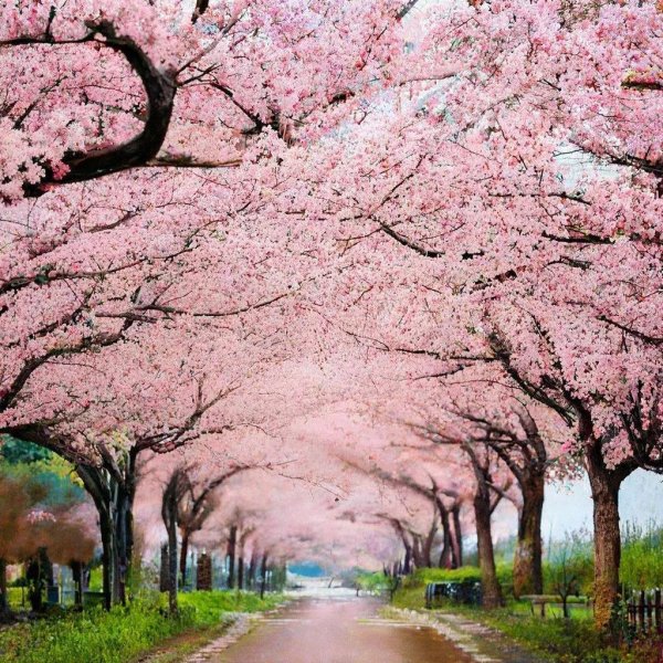 весенняя сакура