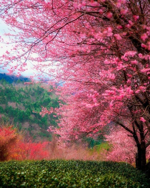 розовое дерево