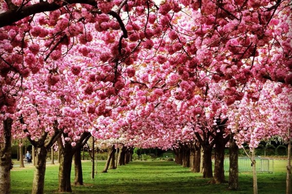 цветущие деревья