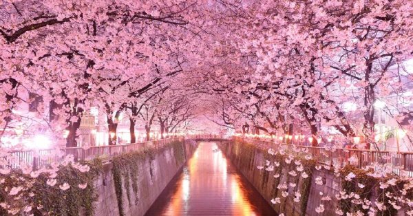 черри блоссом в токио