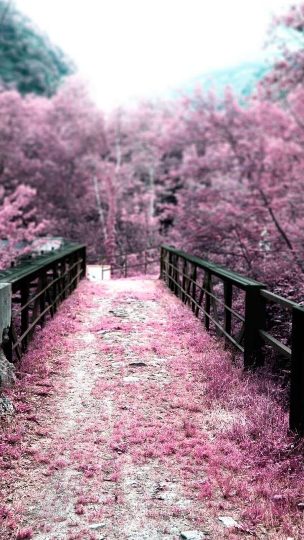 sakura cherry blossom