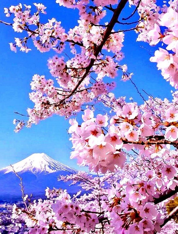 цветение сакуры