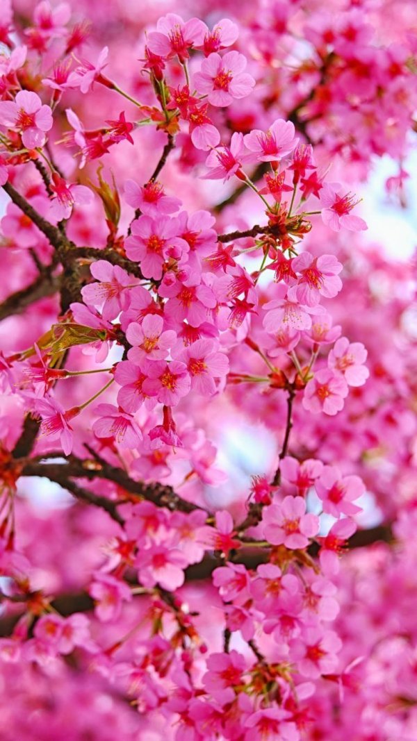 цветущее дерево