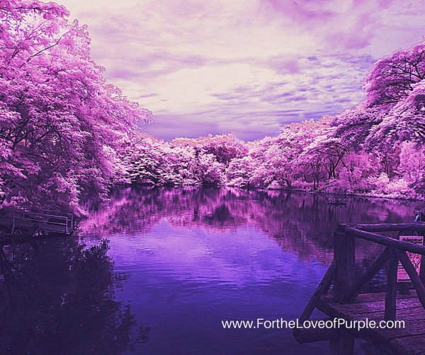 красивый фиолетовый