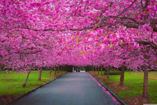 черри блоссом дерево
