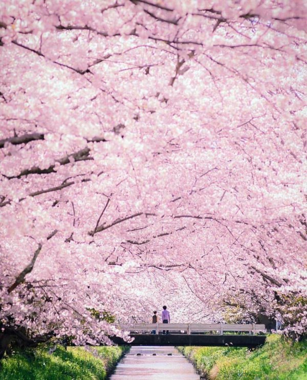 цветение сакуры япония