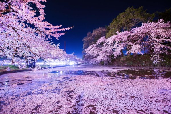 цветение сакуры