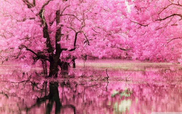 розовое дерево