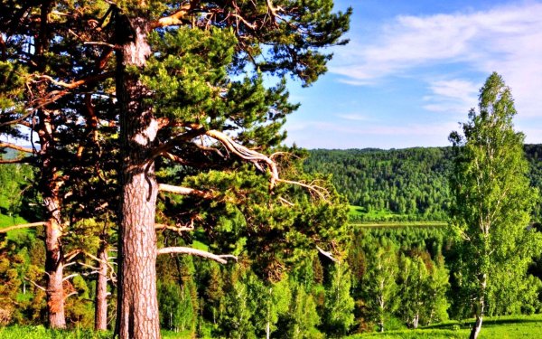 кедровопихтовая тайга