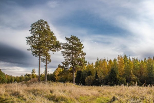 природа сосны