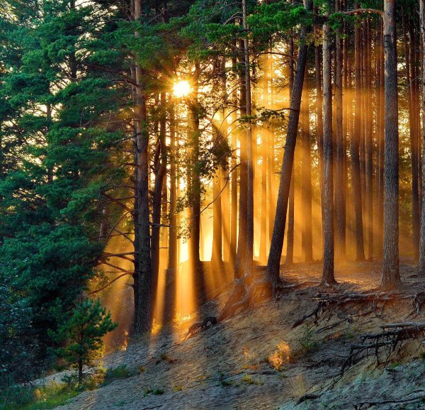 рассвет в лесу