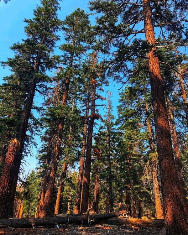 хвойные леса