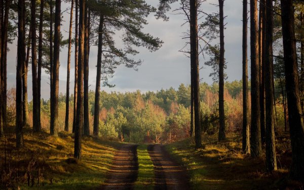 сосновые леса