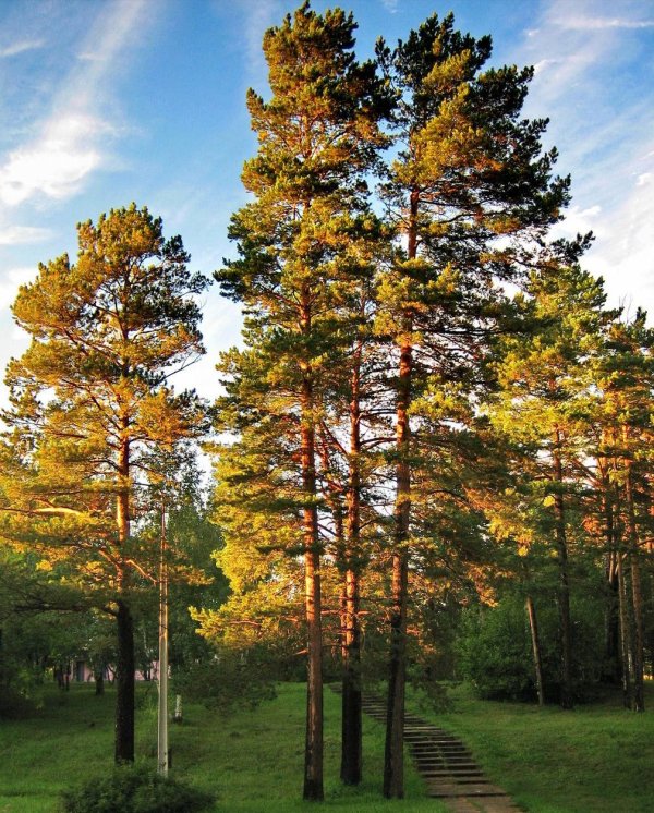 смешанный уральский лес опушка