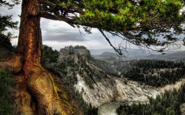 горы деревья