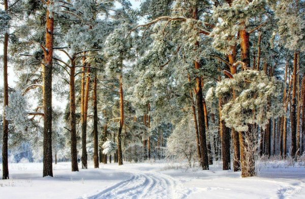 зимний лес сосны