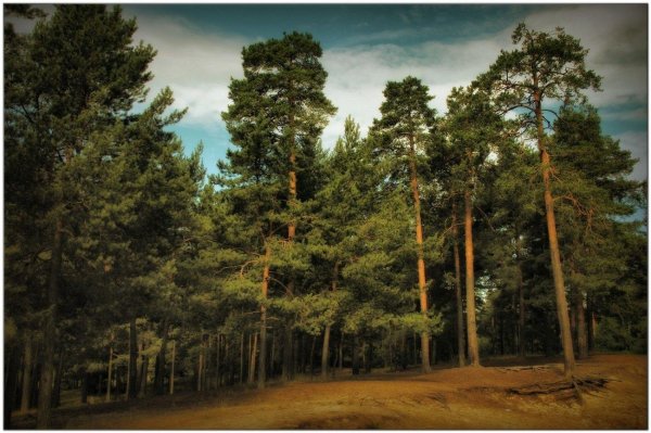 в сосновом бору