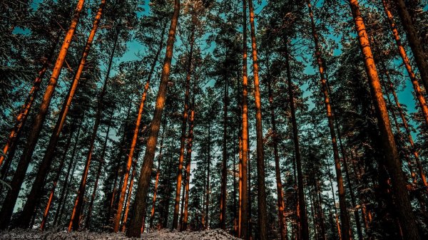 сосновые леса