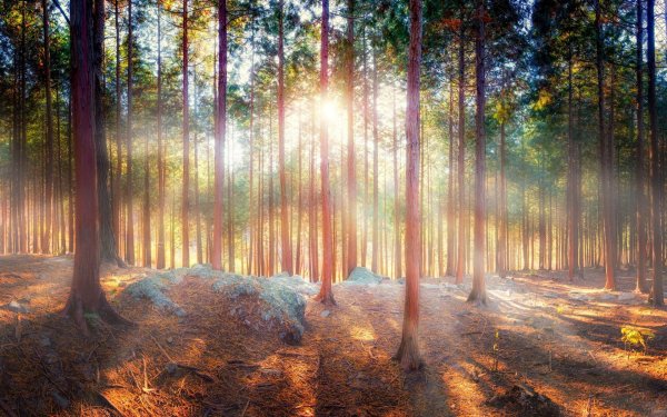 красивые леса