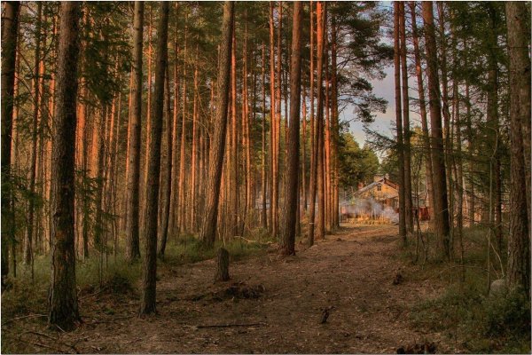 сосновые леса