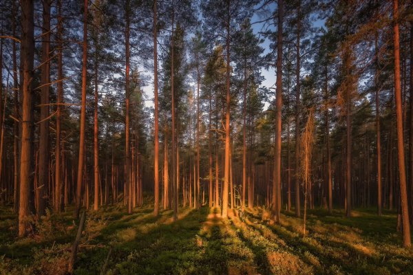 сосновые леса