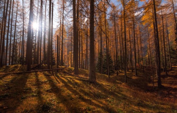 осень в лесу