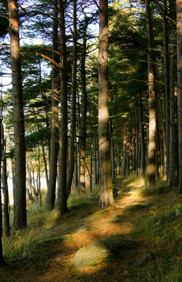 сосновые леса