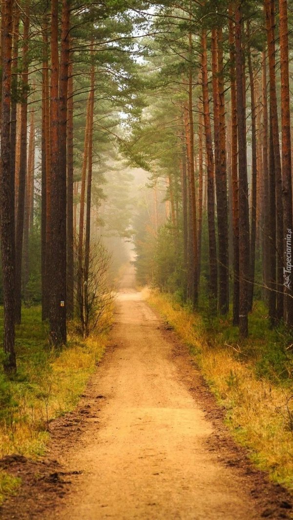 лесная дорога