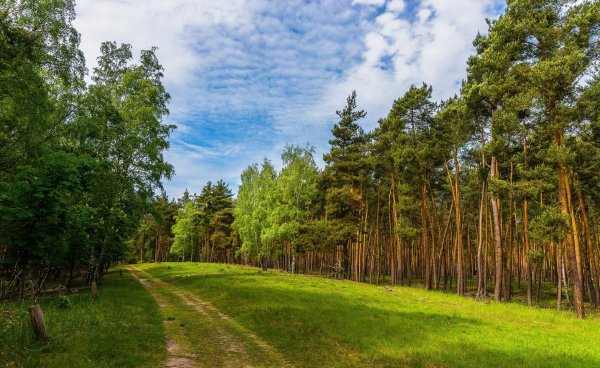 сосновые леса