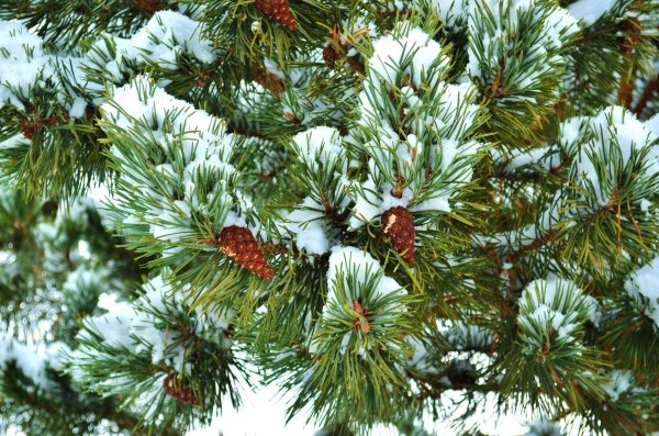 еловая пихтовая сосновая лапы