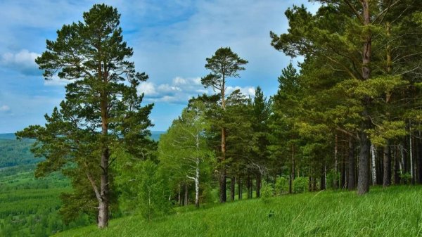 кедр сибирский лес