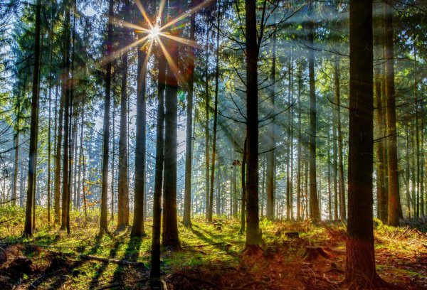 беловежская пуща деревья