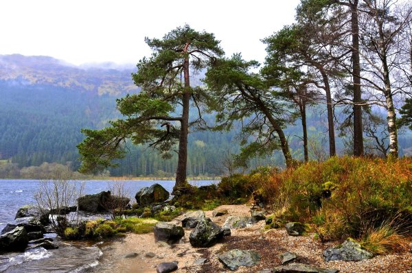 озеро каменистый берег сосны