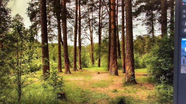 леса костромы и костромской области