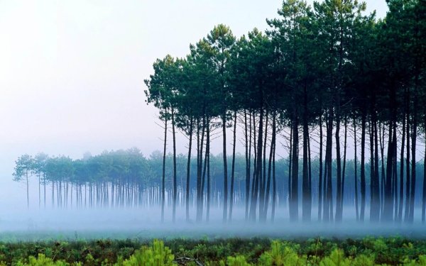 сосны в тумане