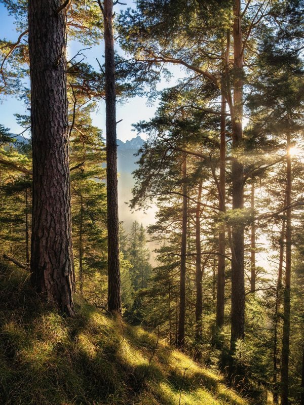 сосновые леса