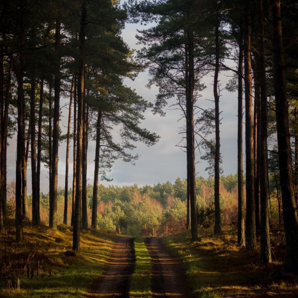 заповедник сосновый бор шишкин