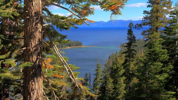 реликтовый ельник байкала