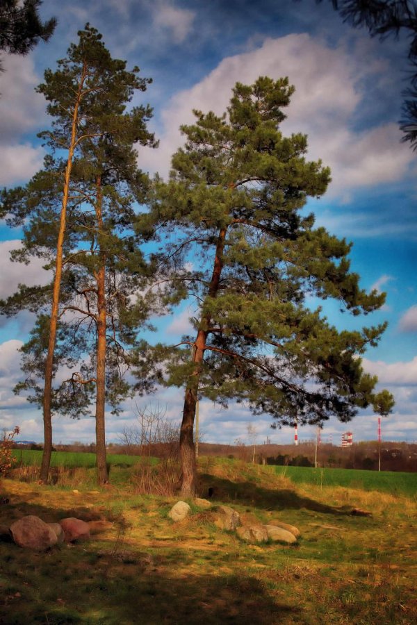 три сосны пушкинские горы