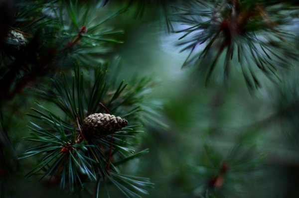 ветка сосны с шишками